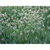 55197 sesleria caerulea