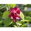 Calycanthus x raulstonii 'Hartlage Wine' (1)
