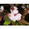 Prunus Rosea Plena (2)