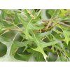 bahenn�