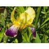 Iris Nibelungen (2)