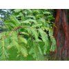 metasequoia glyptostroboides tree p424 12636 image