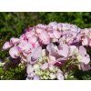 Hydrangea macrophylla Hovaria® 'Sweet Fantasy'