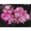 Hydrangea macrophylla 'Lacecap Red' (1)