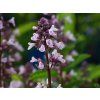 Nepeta Wild Orchid