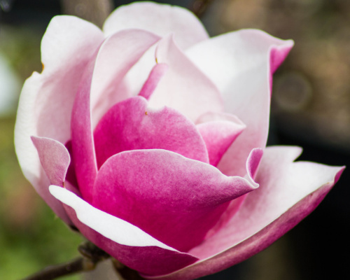 Anleitung zum Anbau von Magnolien