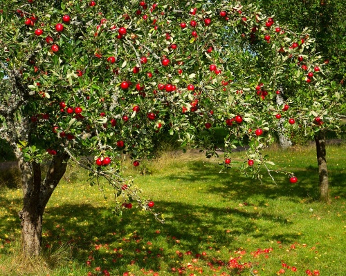 Kurzanleitung zur Pflanzung von Obstbäumen