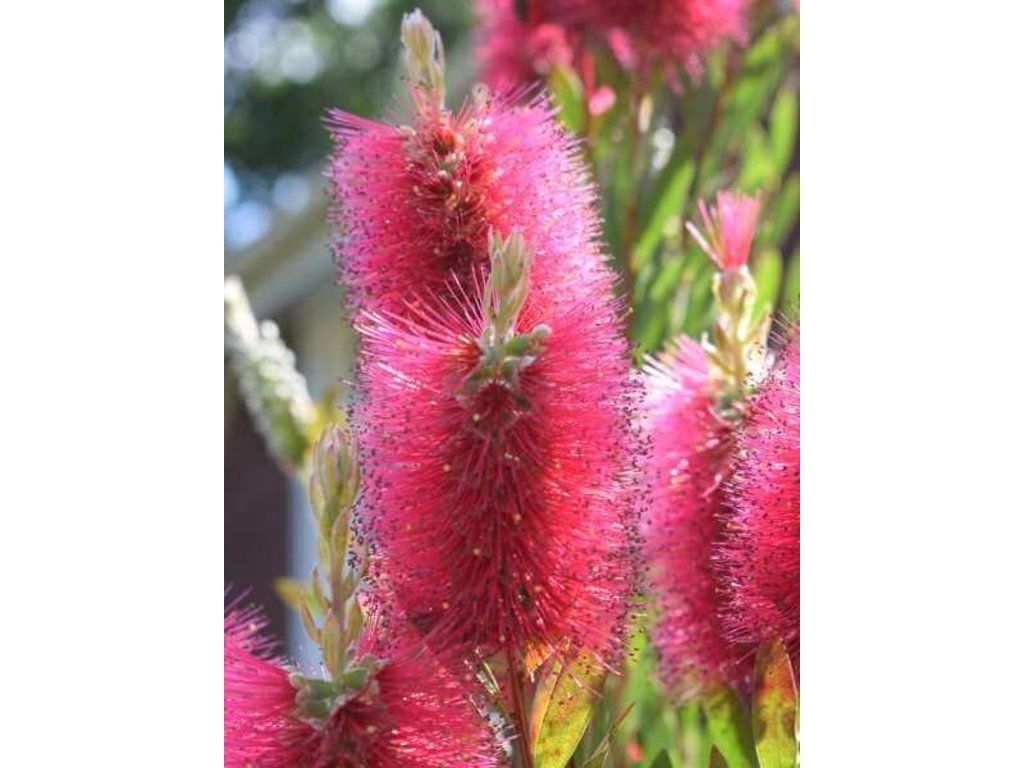 Callistemon Inferno PP3