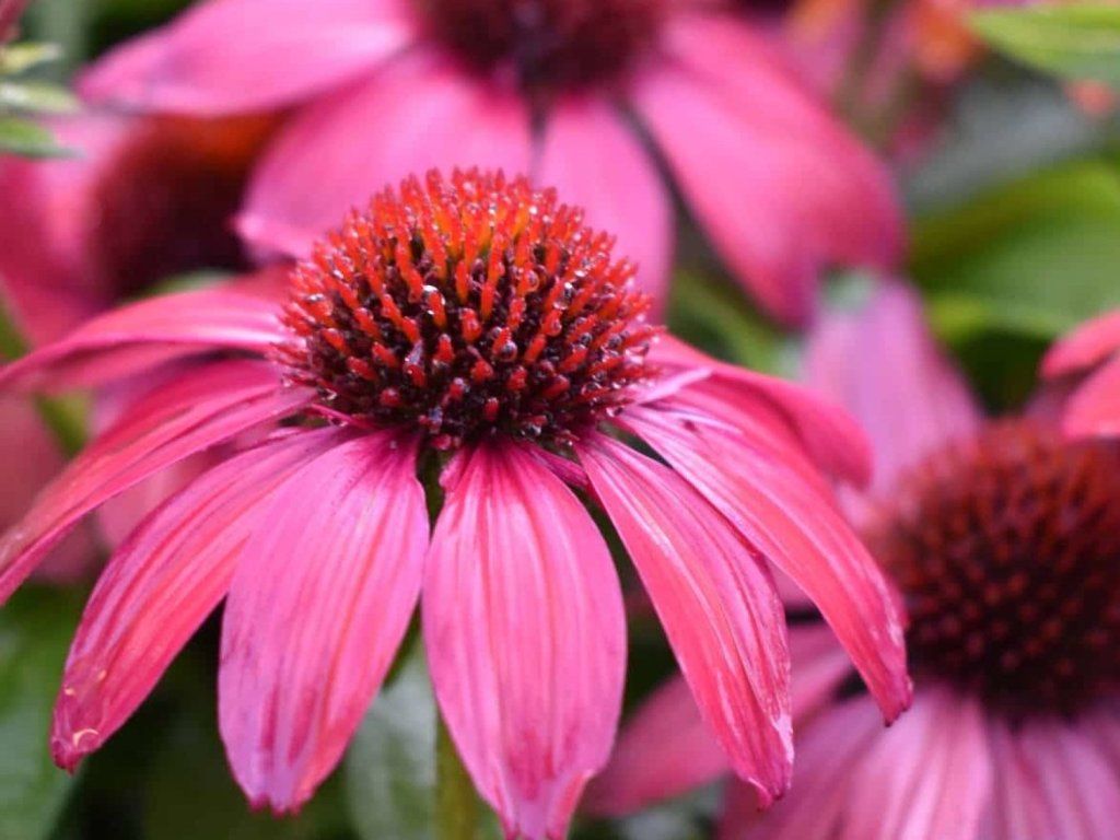 vintage pink