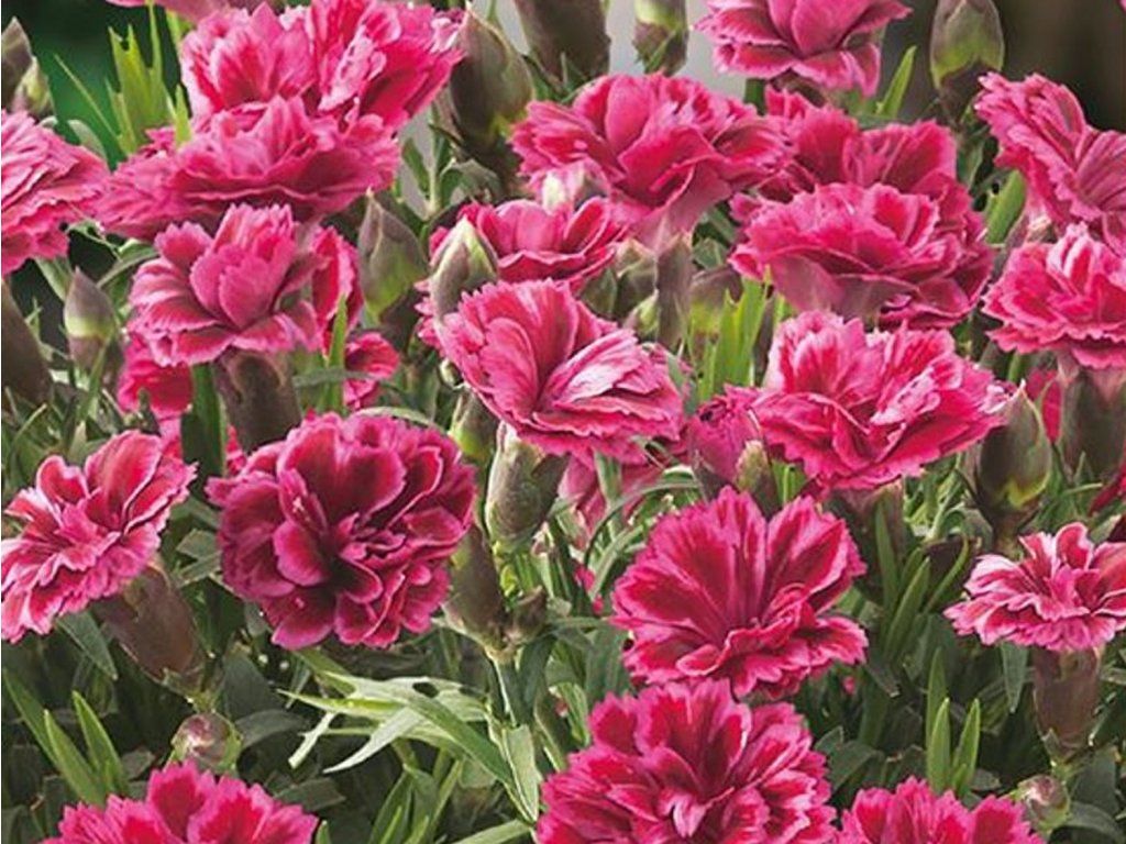 Hvozdík karafiát 'Code® Bicolor' - Dianthus caryophyllus 'Code® Bicolor' (Balení kontejner p11)