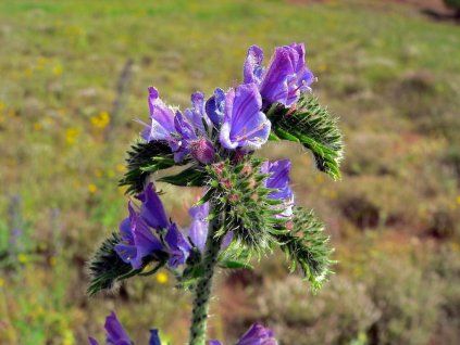 echium