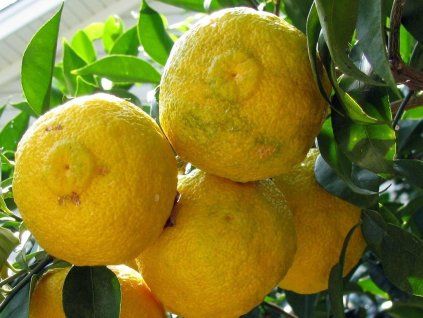 yuzu