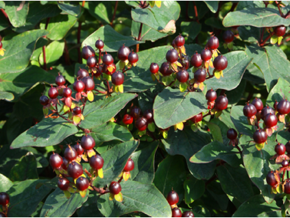 black berry