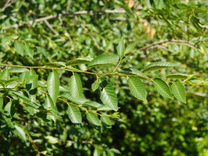 ulmus 3