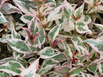 Hydrangea serrata 'Euphoria Pink'