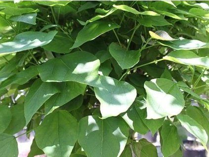 catalpa2
