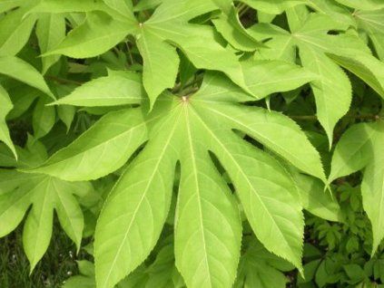 kalopanax