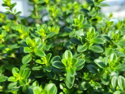thymus lemon (2)