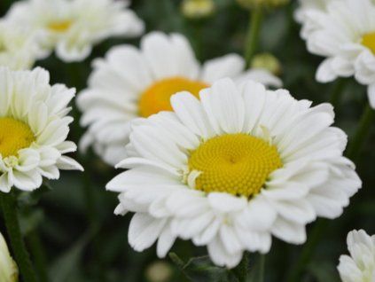 sweet daisy