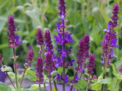 Salvia Blue Marvel (2)