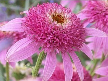 pink double