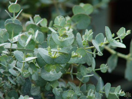 Eucalyptus gunnii (2)