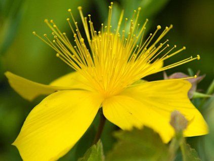 grandiflorum