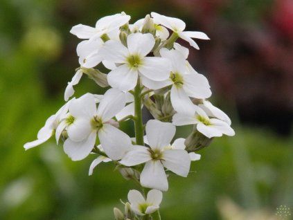 Hesperis matronalis 'White'