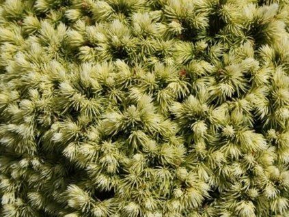 dendrofarma 2