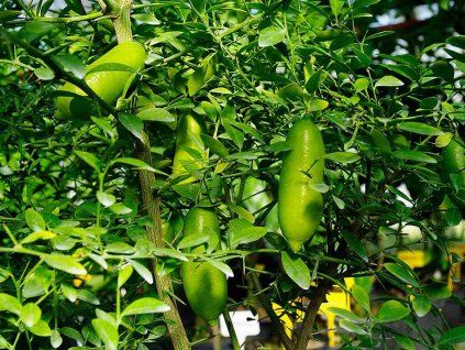 Australský citrus 'Faustrime' (Balení kontejner C2)