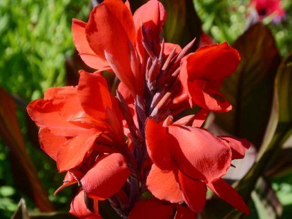 bronze scarlet