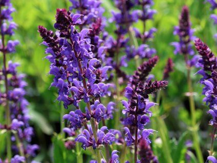 salvia negrito
