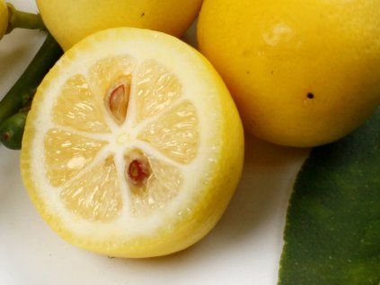 Citrus 'Eustis' (Balení kontejner C2)