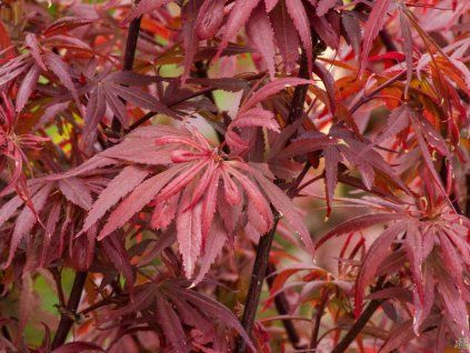 Acer Shaina