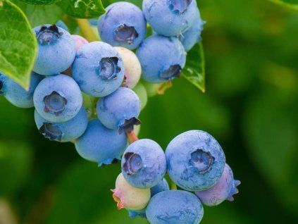 bluetta