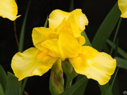 Iris Ola Kala (2)
