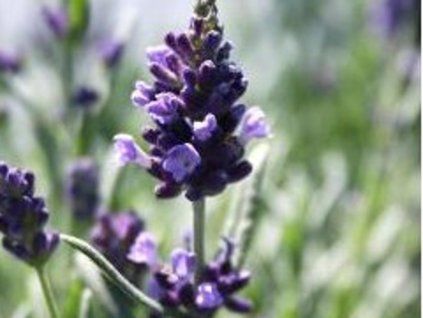 aromatic blue