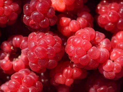 rub�n
