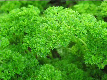 Parslecryspum