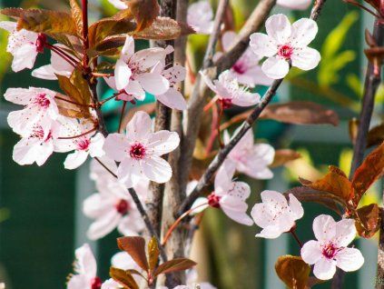 Prunus Nigra
