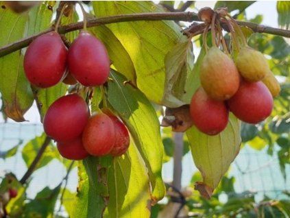 cornus