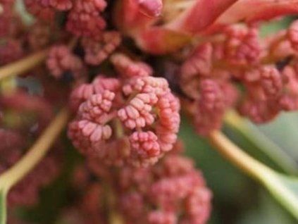m�ina