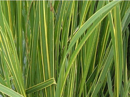 spartina