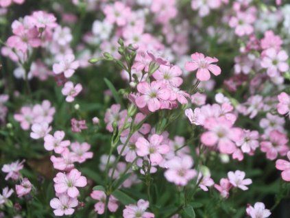 rosea