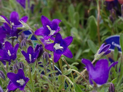 Campanula aucheri (2)