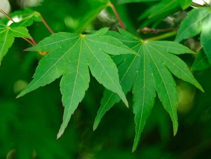 Acer Palmatum 1a