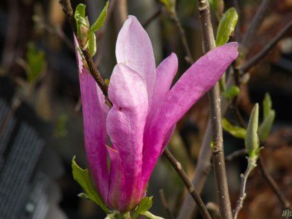 Magnolie Susan