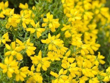 genista