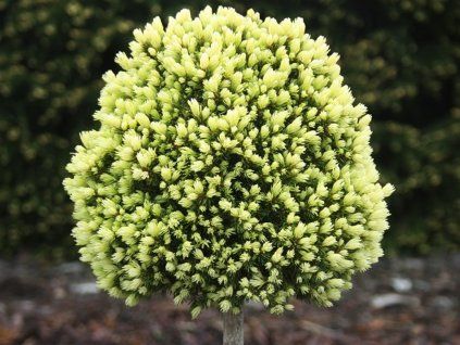 tennis ball
