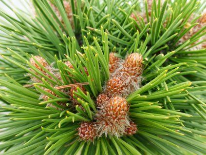 boikovo